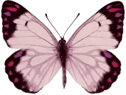 motif purple burtterfly