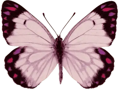 motif purple burtterfly